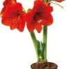 Amaryllis (Hippeastrum) D 13 H 25 Cm -Groene Tuin Winkel 2087818037501 1
