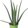 Biologische Aloë (Aloe Vera) D 12 H 25 Cm -Groene Tuin Winkel 4250615738898 0