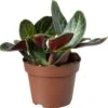 Biologische Jade Plant (Crassula Multicava 'Red Luna') D 11 H 15 Cm -Groene Tuin Winkel 4250615739505 0