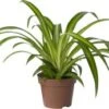 Biologische Graslelie (Chlorophytum 'Hawaiian') D 11 H 15 Cm -Groene Tuin Winkel 4250615740167 0