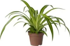 Biologische Graslelie (Chlorophytum 'Hawaiian') D 11 H 15 Cm