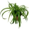 Biologische Graslelie (Chlorophytum 'Bonnie') D 11 H 15 Cm -Groene Tuin Winkel 4250615740174 0