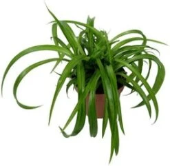 Biologische Graslelie (Chlorophytum 'Bonnie') D 11 H 15 Cm