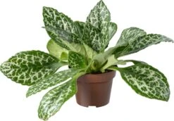 Biologische Henckelia (Henckelia) D 11 H 15 Cm