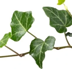 Biologische Klimop (Hedera) D 11 H 15 Cm 5 Biologische Klimop (Hedera) D 11 H 15 Cm -Groene Tuin Winkel 4250615745179 2