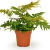 Biologische Smalle Naaldvaren (Polystichum Sus-sinense) D 11 H 15 Cm -Groene Tuin Winkel 4250615750159 0