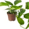 Biologische Drakenklimop (Epipremnum) D 11 H 15 Cm -Groene Tuin Winkel 4250615769656 0