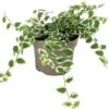 Biologische Bonte Kruipvijg (Ficus Pumila) D 11 H 15 Cm -Groene Tuin Winkel 4250615769670 0