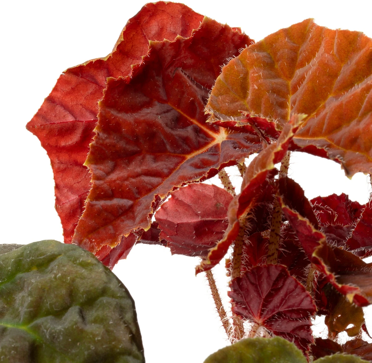 Biologische Bladbegonia (Begonia 'Autumn Ember') D 11 H 15 Cm 4 Biologische Bladbegonia (Begonia 'Autumn Ember') D 11 H 15 Cm - Afbeelding 2