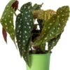Biologische Stippenbegonia (Begonia Maculata 'Big Dots') D 12 H 20 Cm -Groene Tuin Winkel 4250615770263 0