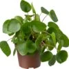 Biologische Pannenkoekplant (Pilea Peperomioides) D 11 H 15 Cm -Groene Tuin Winkel 4250615770379 0