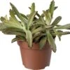 Biologische Pandaplant (Kalanchoe Tomentosa) D 11 H 15 Cm 2 Biologische Pandaplant (Kalanchoe Tomentosa) D 11 H 15 Cm -Groene Tuin Winkel 4250615770430 0