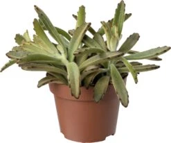 Biologische Pandaplant (Kalanchoe Tomentosa) D 11 H 15 Cm