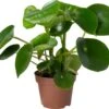 Biologische Peperomia (Peperomia Polybotrya 'Raindrop') D 12 H 15 Cm -Groene Tuin Winkel 4250615770720 0