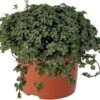Biologische Kanonplantje (Pilea Glauca) D 11 H 15 Cm