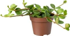 Biologische Peperomia (Peperomia Tetraphylla 'Hope') D 11 H 15 Cm