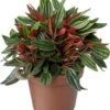 Biologische Peperomia (Peperomia 'Rosso') D 11 H 15 Cm -Groene Tuin Winkel 4250615771499 0
