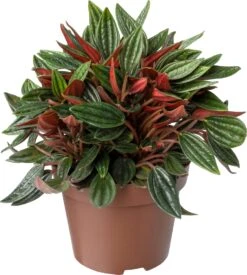 Biologische Peperomia (Peperomia 'Rosso') D 11 H 15 Cm