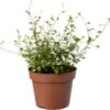 Biologische Muehlenbeckia (Muehlenbeckia) D 11 H 15 Cm -Groene Tuin Winkel 4250615771581 0