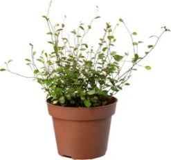 Biologische Muehlenbeckia (Muehlenbeckia) D 11 H 15 Cm