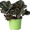 Biologische Vriendschapsplant (Pilea Involucrata 'Friendship') D 12 H 15 Cm -Groene Tuin Winkel 4250615771635 0
