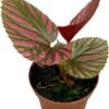 Biologische Bladbegonia (Begonia Brevirimosa) D 11 H 15 Cm -Groene Tuin Winkel 4250615771727 0