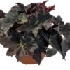Biologische Bladbegonia (Begonia Heracleifolia) D 11 H 15 Cm -Groene Tuin Winkel 4250615771758 0