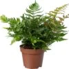 Biologische Herfstvaren (Dryopteris Erthrosora) D 11 H 15 Cm -Groene Tuin Winkel 4250615771963 0