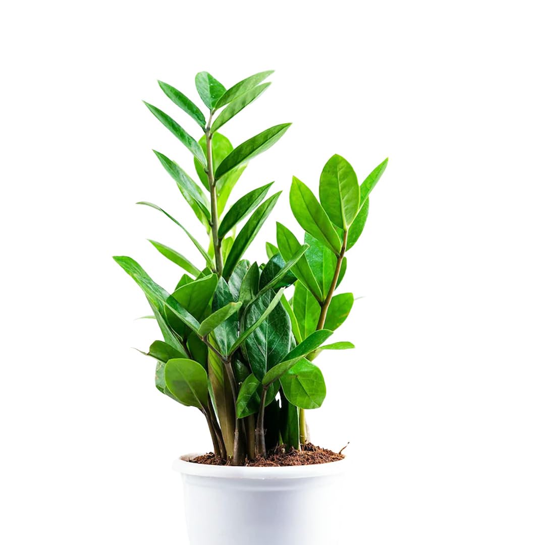 Groene Bloom Winkel 14 Groene Bloom Winkel -Groene Tuin Winkel 518mkPR9gnL