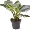 Philodendron (Philodendron 'White Measure') D 6 H 15 Cm -Groene Tuin Winkel 5708869227280
