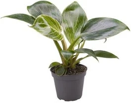 Philodendron (Philodendron 'White Measure') D 6 H 15 Cm 3 Philodendron (Philodendron 'White Measure') D 6 H 15 Cm