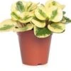 Peperomia (Peperomia Obtusifolia 'Green Gold') D 14 H 30 Cm -Groene Tuin Winkel 5708869333639