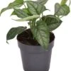 Gatenplant (Monstera Siltepecana) D 12 H 20 Cm -Groene Tuin Winkel 5708869357154