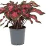 Caladium (Caladium 'Bicolor') Gemengd D 6 H 15 Cm -Groene Tuin Winkel 5708869360123