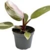 Philodendron (Philodendron 'Pink Princess') D 6 H 15 Cm -Groene Tuin Winkel 5708869367863