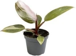 Philodendron (Philodendron 'Pink Princess') D 6 H 15 Cm