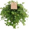 Peperomia (Peperomia Rotundifolia) D 14 H 35 Cm -Groene Tuin Winkel 5708869736478