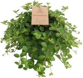 Peperomia (Peperomia Rotundifolia) D 14 H 35 Cm 3 Peperomia (Peperomia Rotundifolia) D 14 H 35 Cm