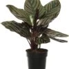 Calathea (Calathea Sanderiana 'Ornata') D 11 H 30 Cm -Groene Tuin Winkel 5708869746897 1