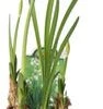 Zomerklokje (Leucojum Aestivum) D 11 H 15 Cm 1 Zomerklokje (Leucojum Aestivum) D 11 H 15 Cm -Groene Tuin Winkel 8712044989884