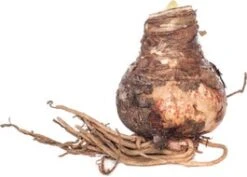 Florex Amaryllis (Hippeastrum) Rood 30/32