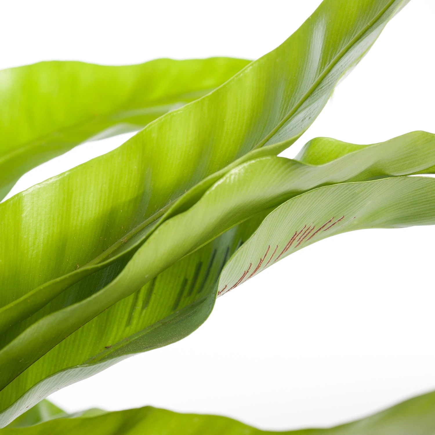 Nestvaren (Asplenium Antiquum) D 17 H 50 Cm 4 Nestvaren (Asplenium Antiquum) D 17 H 50 Cm - Afbeelding 2