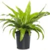 Nestvaren (Asplenium Antiquum) D 17 H 50 Cm 1 Nestvaren (Asplenium Antiquum) D 17 H 50 Cm -Groene Tuin Winkel 8713469172066 3 1