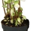 Kerstroos (Helleborus Niger 'Verboom Beauty') D 10,5 H 15 Cm 2 Kerstroos (Helleborus Niger 'Verboom Beauty') D 10,5 H 15 Cm -Groene Tuin Winkel 8713626169090