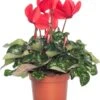 Cyclaam (Cyclamen) Grootbloemig Rood D 13 Cm -Groene Tuin Winkel 8717191000451 3