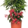 Ardisia (Ardisia Crenata 'Bos Premium') D 14 H 40 Cm -Groene Tuin Winkel 8717191038096 2