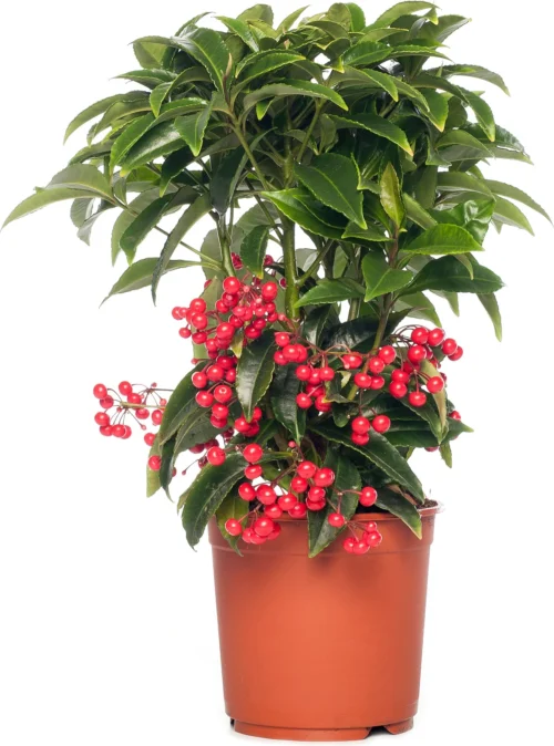 Ardisia (Ardisia Crenata 'Bos Premium') D 14 H 40 Cm