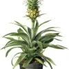 Ananasplant (Bromelia Ananas 'Mi Amigo') D 12 H 40 Cm 1 Ananasplant (Bromelia Ananas 'Mi Amigo') D 12 H 40 Cm -Groene Tuin Winkel 8717191038201 2