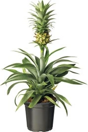 Ananasplant (Bromelia Ananas 'Mi Amigo') D 12 H 40 Cm
