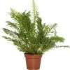 Dubbelloof (Blechnum) D 17 H 50 Cm -Groene Tuin Winkel 8717191038287